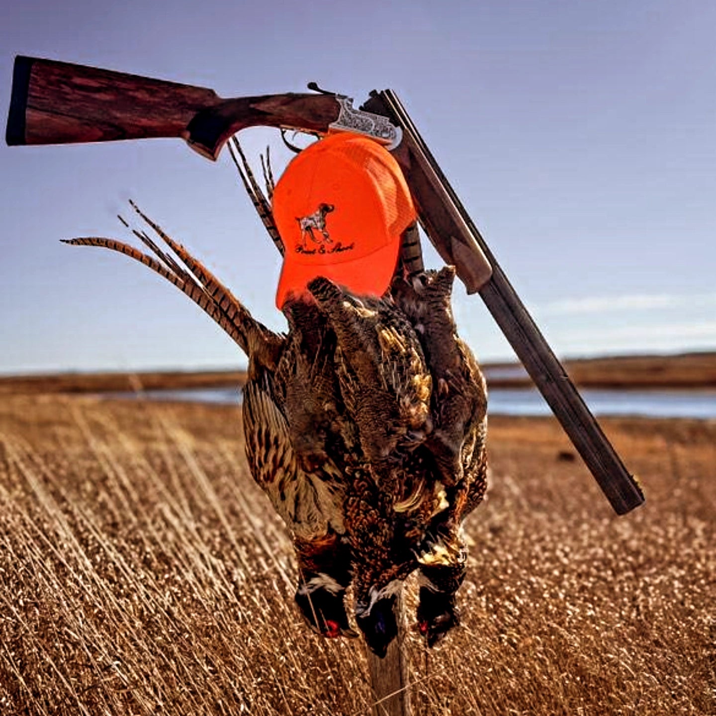 Pointer Hat Blaze Richardson